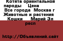 Котята ориентальной пароды  › Цена ­ 12 000 - Все города, Москва г. Животные и растения » Кошки   . Марий Эл респ.